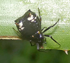 Micrathena patruelis