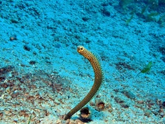 Heteroconger taylori