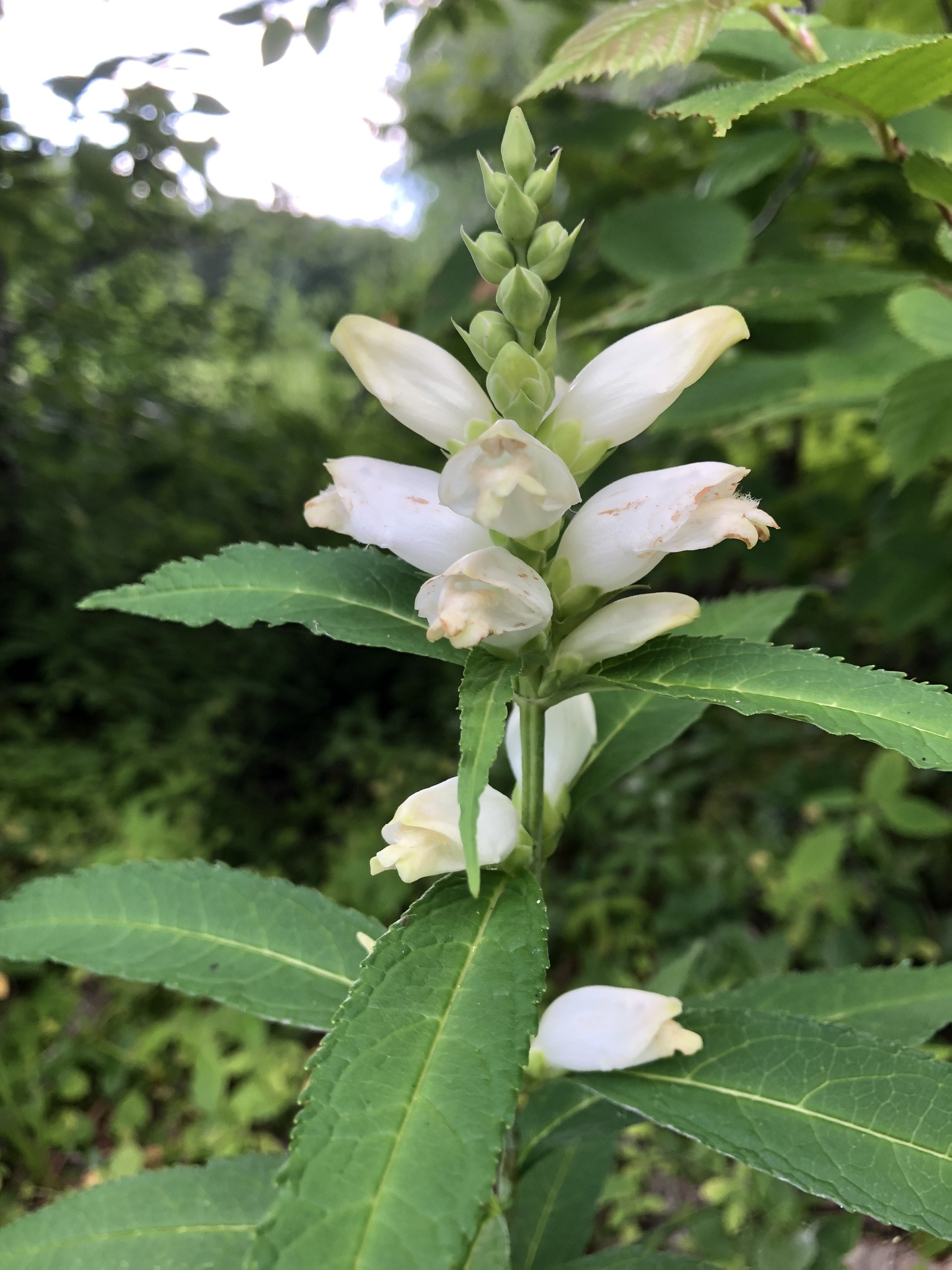 Chelone glabra