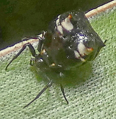 Micrathena patruelis