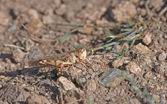 Dociostaurus maroccanus