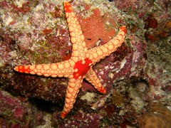Fromia nodosa