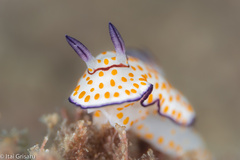 Goniobranchus annulatus