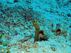 Heteroconger taylori