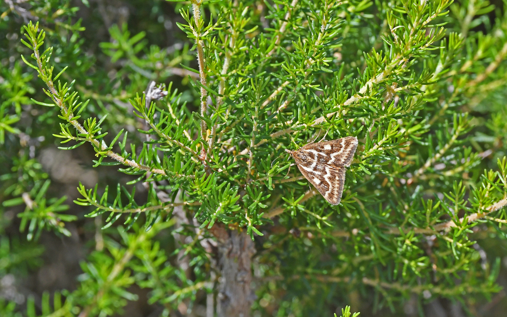 Pyrausta limbopunctalis