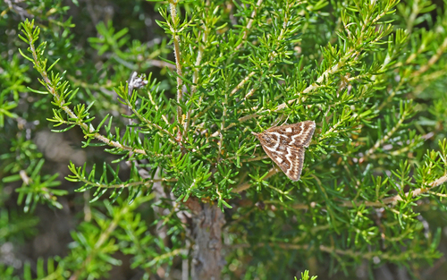 Pyrausta limbopunctalis