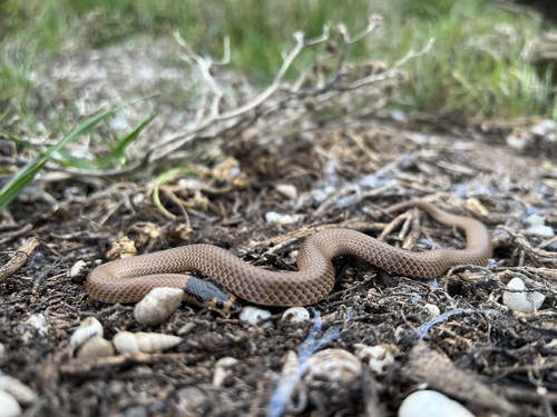 Photo of a Bush’s Hooded Snake (Suta spectabilis)