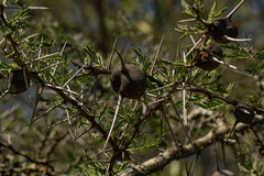 Acacia drepanolobium image
