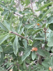Lonicera pyrenaica