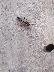 Hymenoptera