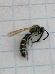 Hymenoptera
