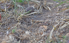 Dociostaurus maroccanus