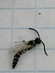 Hymenoptera