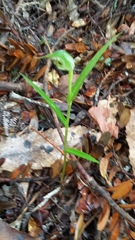 Pterostylis agathicola