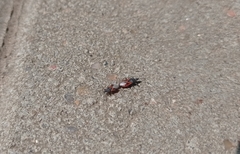 Oxycarenus lavaterae