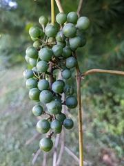 Vitis vulpina