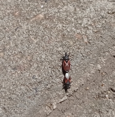 Oxycarenus lavaterae