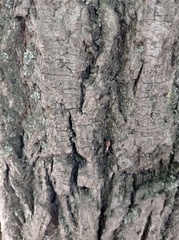 Oxycarenus lavaterae