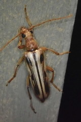 Ortholeptura valida