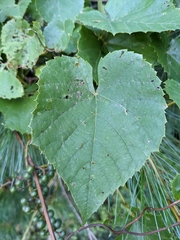 Vitis vulpina