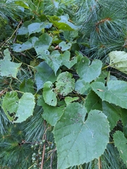 Vitis vulpina