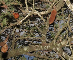 Vachellia robusta robusta