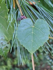 Vitis vulpina