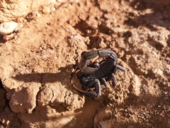 Hottentotta gentili