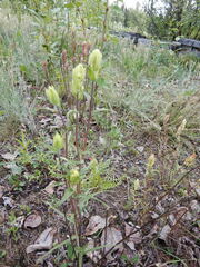Castilleja pallida yukonis