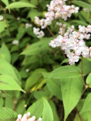 Koenigia campanulata