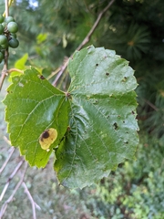 Vitis vulpina