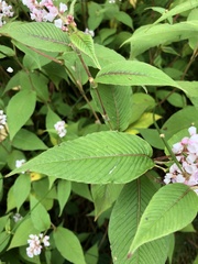 Koenigia campanulata