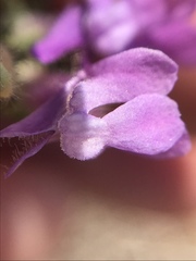 Sairocarpus