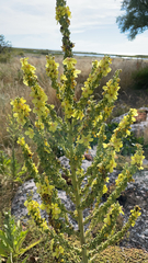 Verbascum