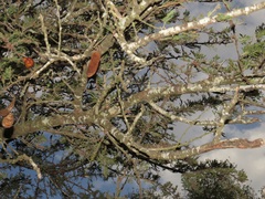 Vachellia robusta robusta