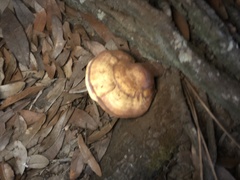 Ganoderma curtisii