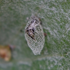 Wockia asperipunctella