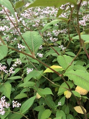 Koenigia campanulata