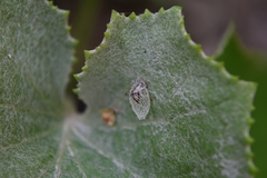 Wockia asperipunctella