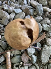 Amphibolips quercusinanis