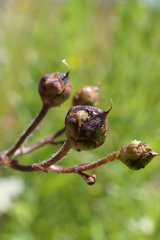 Scrophularia scopolii
