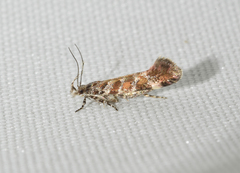 Aristotelia decurtella