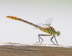 Dromogomphus armatus