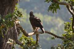 Nisaetus cirrhatus