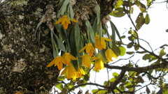 Prosthechea karwinskii