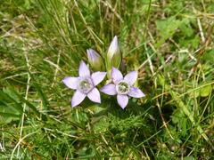 Gentianella rhaetica