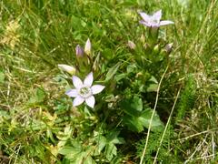Gentianella rhaetica