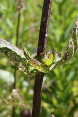 Scrophularia scopolii