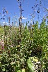 Scrophularia scopolii