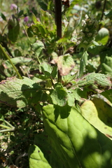 Scrophularia scopolii